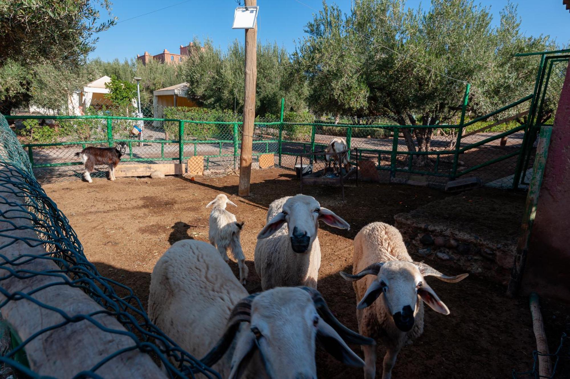 Ferme Sidi Safou & Spa Марракеш Экстерьер фото