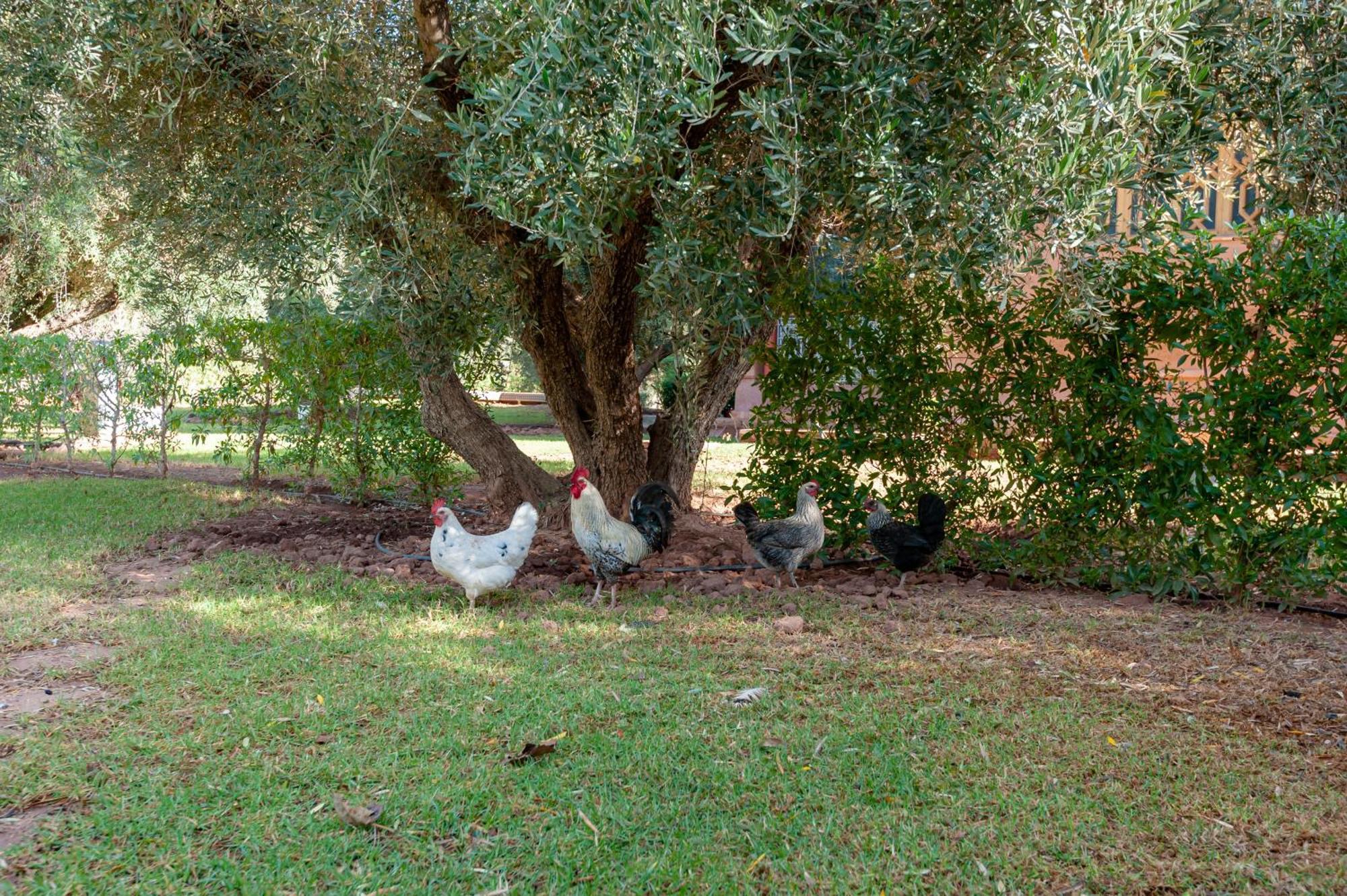 Ferme Sidi Safou & Spa Марракеш Экстерьер фото